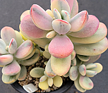 방울복랑금 04263|Cotyledon orbiculata cv variegated