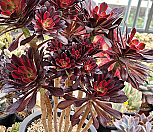 로즈흑법사금 (Big) 0426|Aeonium arboreum Zwartkop