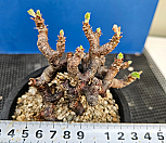 미라블|Pelargonium mirabile