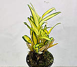 칼라가 선명하고 화려합니다 황설 (석곡)|Dendrobium moniliforme