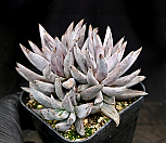웅구아쿨라타 27-43|Echeveria unguiculata