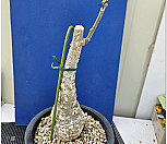 아데니아 스틸로사(Adenia stylosa)|Echeveria still