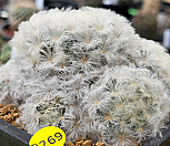 백성 404-8269|Mammillaria plumosa