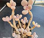 묵은홍미인|Pachyphytum cv mombuin