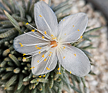 알스토니백화|Avonia quinaria ssp Alstonii