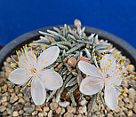 알스토니백화 103|Avonia quinaria ssp Alstonii