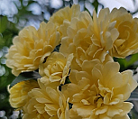 목향장미.노랑겹찔레장미|Rosa multiflora