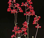 붉은 단풍취 / 10cm포트 / 분경 석부작 테라리움 소재19 / 야생화 봄꽃 / 꽃과정원이야기--|