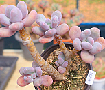 홍미인(자연)4-334|Pachyphytum cv mombuin