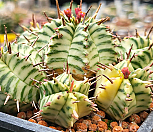 멜로포르미스금 404-8285|Euphorbia meloformis
