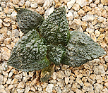 고질라목단|Ariocarpus furfuraceus Godzilla