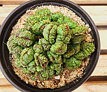 호리다철화(19)|Euphorbia horrida