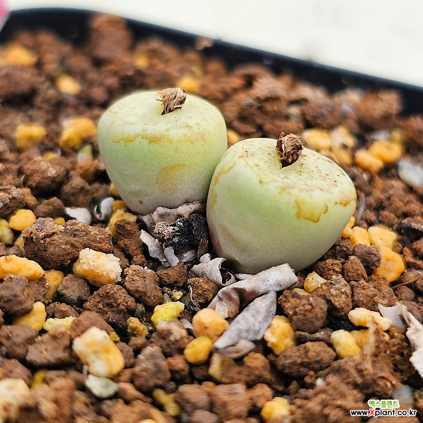 コノフィツム　stevens jonesianum Conophytum stevens-jonesianum #1454.33 - Mesa Garden