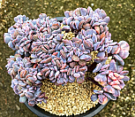 큐빅프로스티금철화|Echeveria pulvinata Frosty
