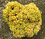 푸른숲철화(노블다육)(Aeonium Green Forest crested)|Echeveria noble