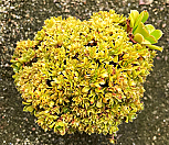 푸른숲철화(노블다육)(Aeonium Green Forest crested)|Echeveria noble