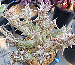 65 우각|Orbea variegata