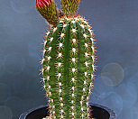 대품 대형꽃 북두각 1|Echinopsis terscheckii