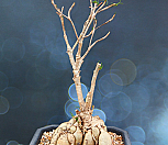 유포르비아 헤디오토이데스(Euphorbia hedyotoides) 1|