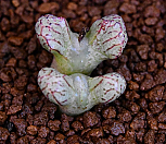 Conophytum turrigerum ssp (트리게룸실생) 26|Conophytum turrigerum