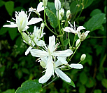 클레마티스/토종참으아리|Clematis hybrida grandiflora Hort.
