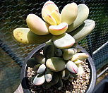 방울복랑금0429|Cotyledon orbiculata cv variegated