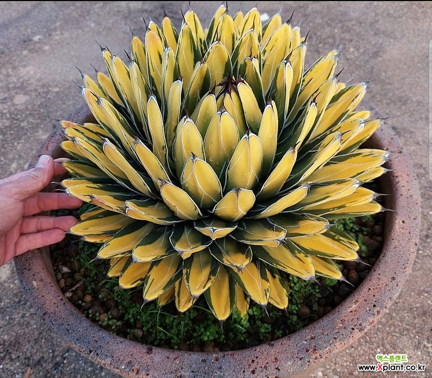 agave victoriae-reginae Sun King  - Xplant