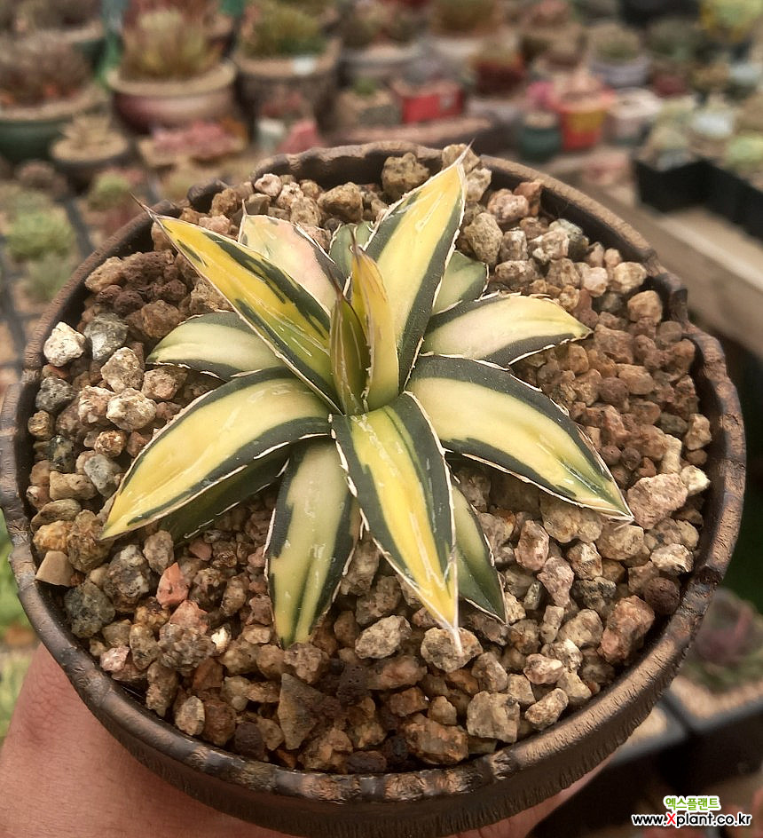 agave victoriae-reginae Sun King  - Xplant