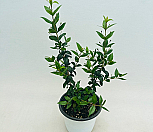 은매화 외목대 꽃나무 향기|Myrtus communis L.