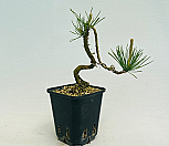 해송 분재 소나무 인테리어식물 선물화분|Pinus densiflora