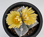 온즈카 난봉옥 (2400429)|Astrophytum myriostigma cv. ONZUKA