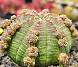일본오베사 404-8339|Euphorbia obesa (Baseball Plant) 