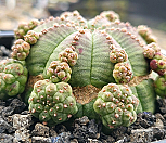 일본오베사 404-8340|Euphorbia obesa (Baseball Plant) 