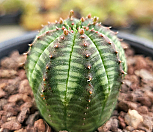 오베사 404-8351|Euphorbia obesa (Baseball Plant) 