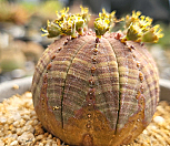 오베사 404-8353|Euphorbia obesa (Baseball Plant) 