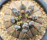 오베사 404-8420|Euphorbia obesa (Baseball Plant) 