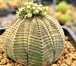 오베사 404-8354|Euphorbia obesa (Baseball Plant) 