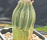 귀갑오베사 404-8363|Euphorbia obesa (Baseball Plant) 