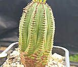 귀갑오베사 404-8364|Euphorbia obesa (Baseball Plant) 