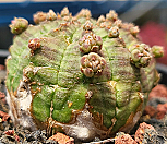 일본오베사 404-8366|Euphorbia obesa (Baseball Plant) 