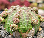 일본오베사 404-8367|Euphorbia obesa (Baseball Plant) 