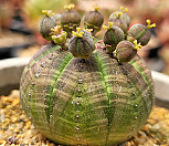 오베사 404-8368|Euphorbia obesa (Baseball Plant) 