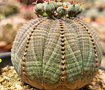 오베사 404-8369|Euphorbia obesa (Baseball Plant) 