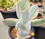 묵은 은파금|Cotyledon undulata f.variegata