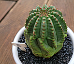 귀갑오베사 042908|Euphorbia obesa (Baseball Plant) 