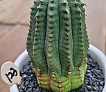 귀갑오베사 0429123|Euphorbia obesa (Baseball Plant) 
