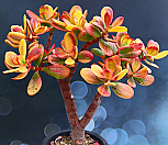 대품 무지개염좌 4|Crassula argentea f variegata