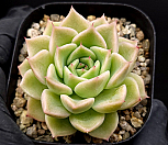 라조야sp 28-239|Echeveria Rajoya