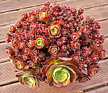 로즈샐러드볼|Aeonium Salad bowls
