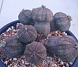 베이스볼오베사자연군생 대품/씨알 굵은 묵은둥이 명품|Euphorbia obesa (Baseball Plant) 